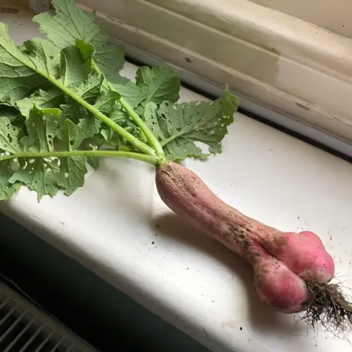 A large dick like beet 